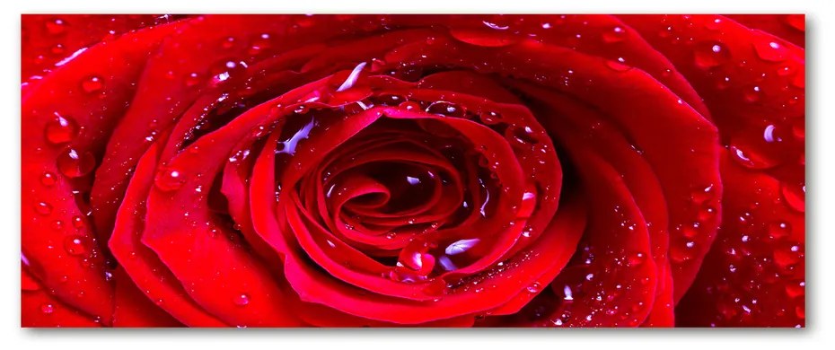 Moderný akrylový fotoobraz Kvet ruže pl-oa-125x50-f-100979783
