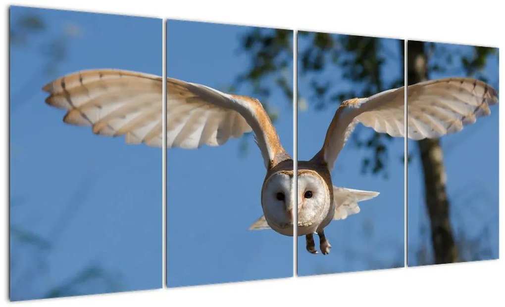 Obraz letiaci sovy