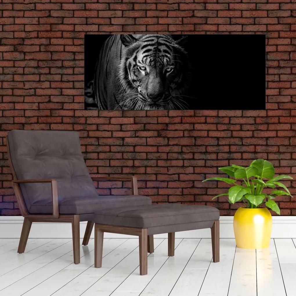 Obraz divokého tigra (120x50 cm)