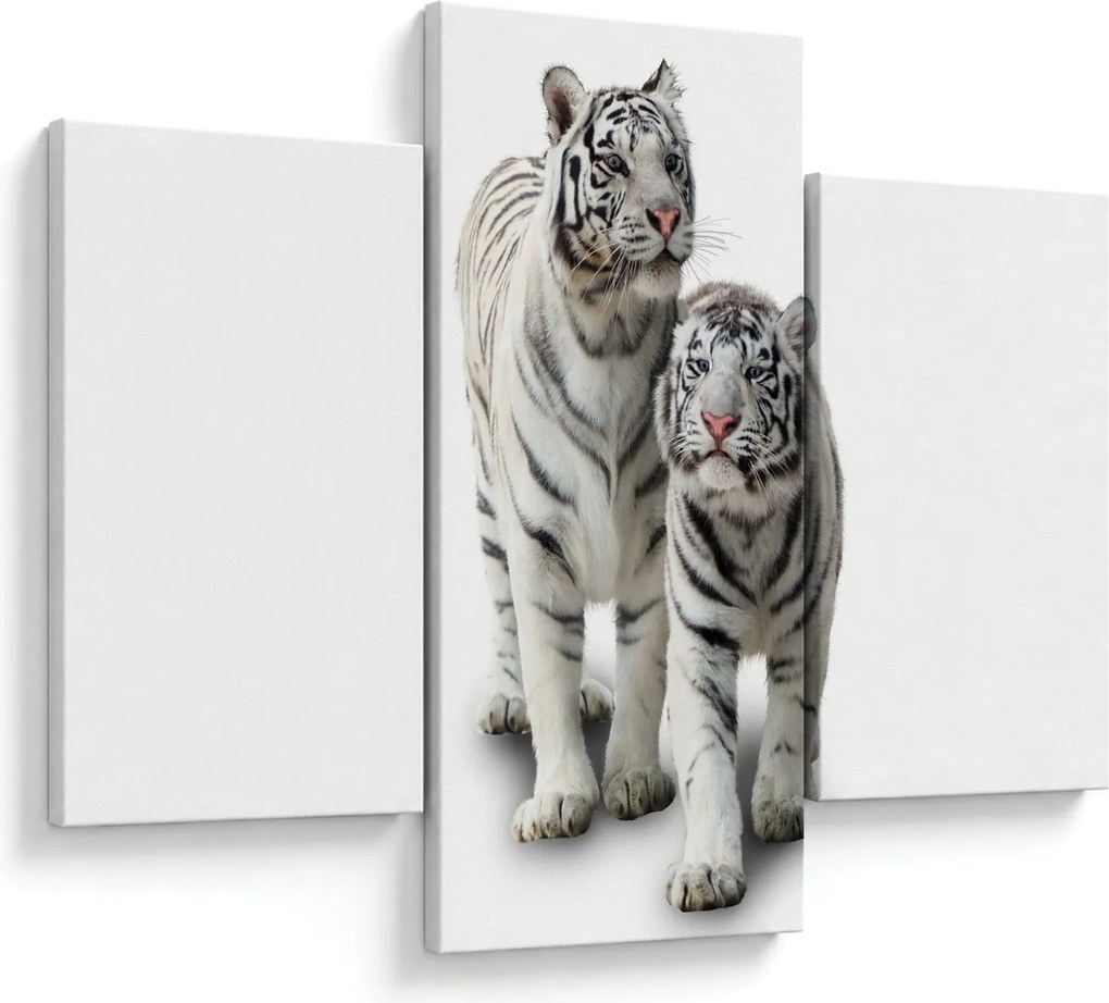 Obraz - Biely tiger (90x60 cm)
