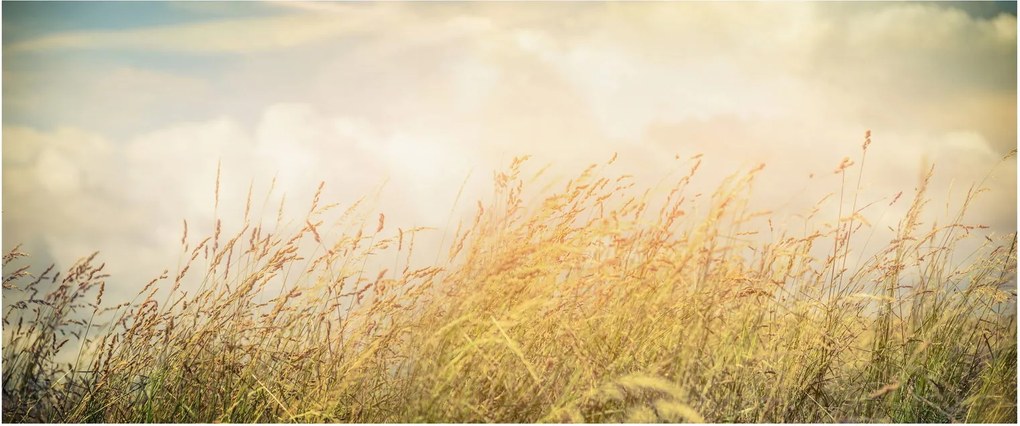 Obraz - Pole na jeseň (120x50 cm)