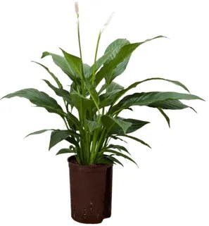 Spathiphyllum mont blanc 15/19 v.70 cm