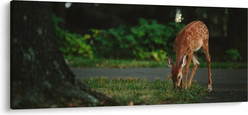 Obraz srnky (120x50 cm)
