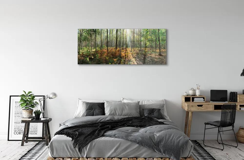 Obraz plexi Les breza 120x60 cm