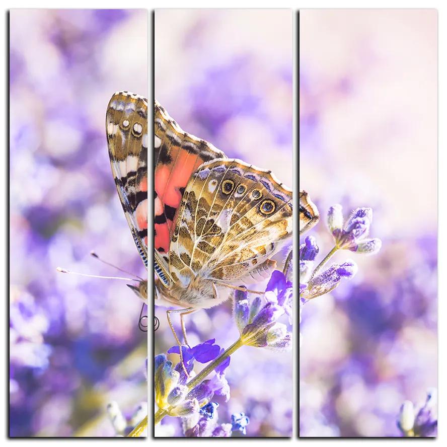Obraz na plátne - Motýľ na levanduľe - štvorec 3221B (75x75 cm)