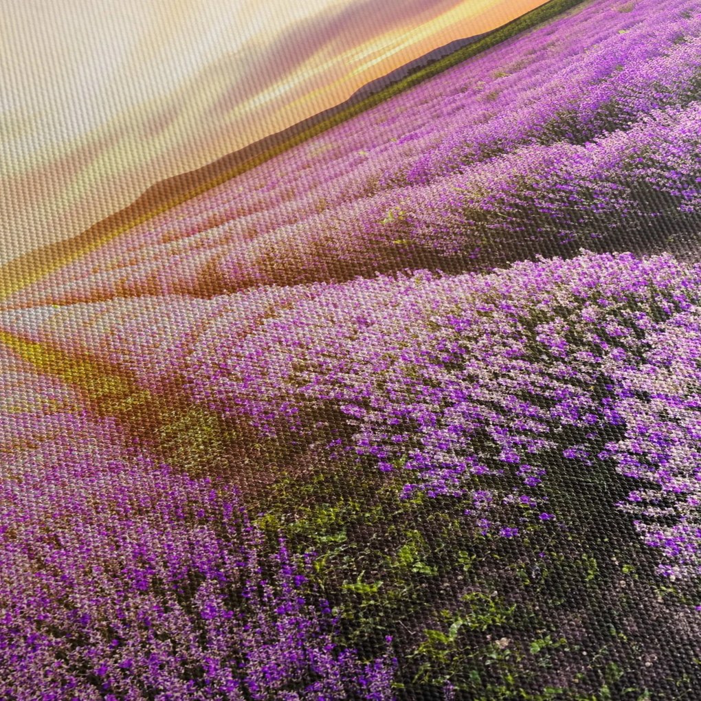 Obraz - Východ slnka v levanduľovom poli (150x105 cm)
