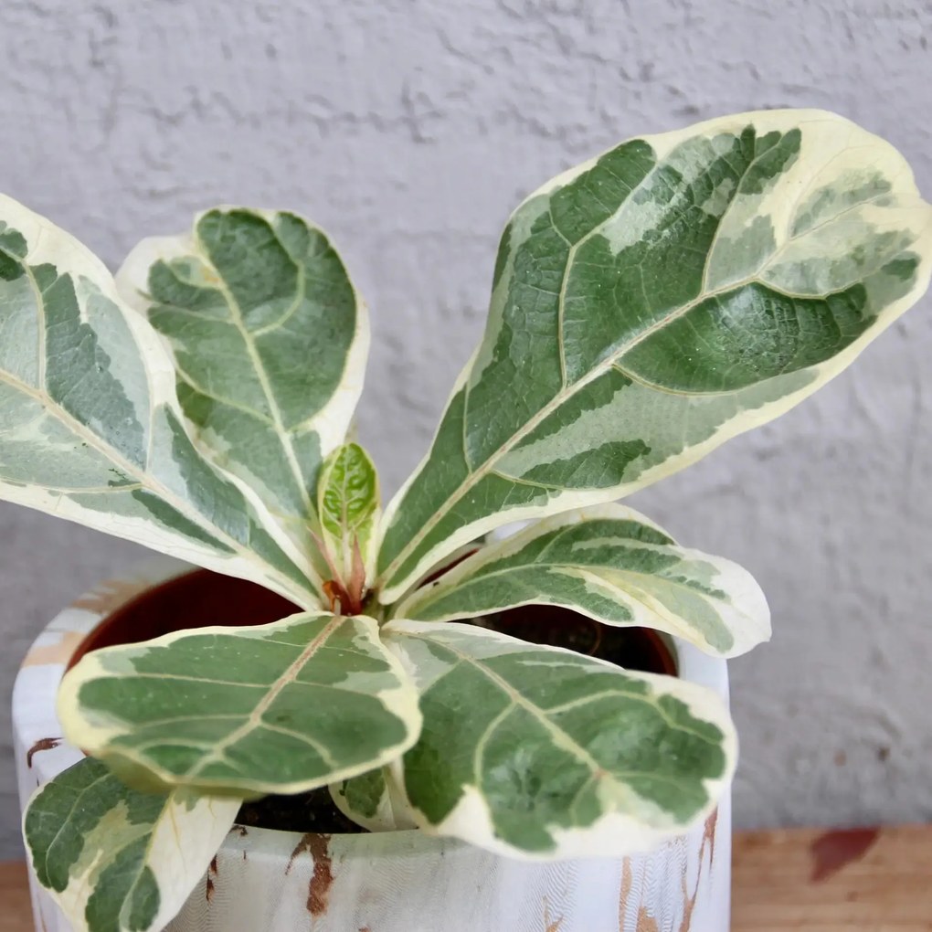 Ficus Lyrata variegata