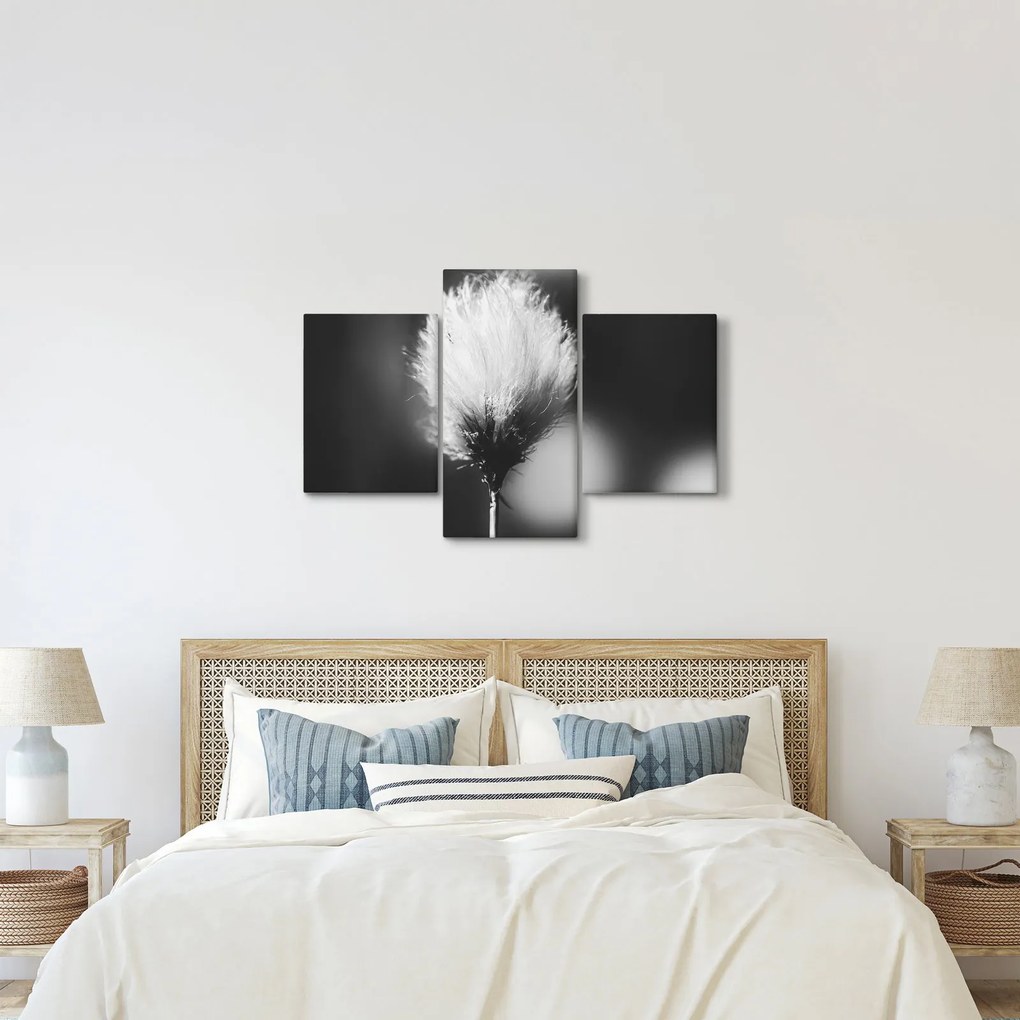Obraz - Čiernobiely cottongrass (90x60 cm)