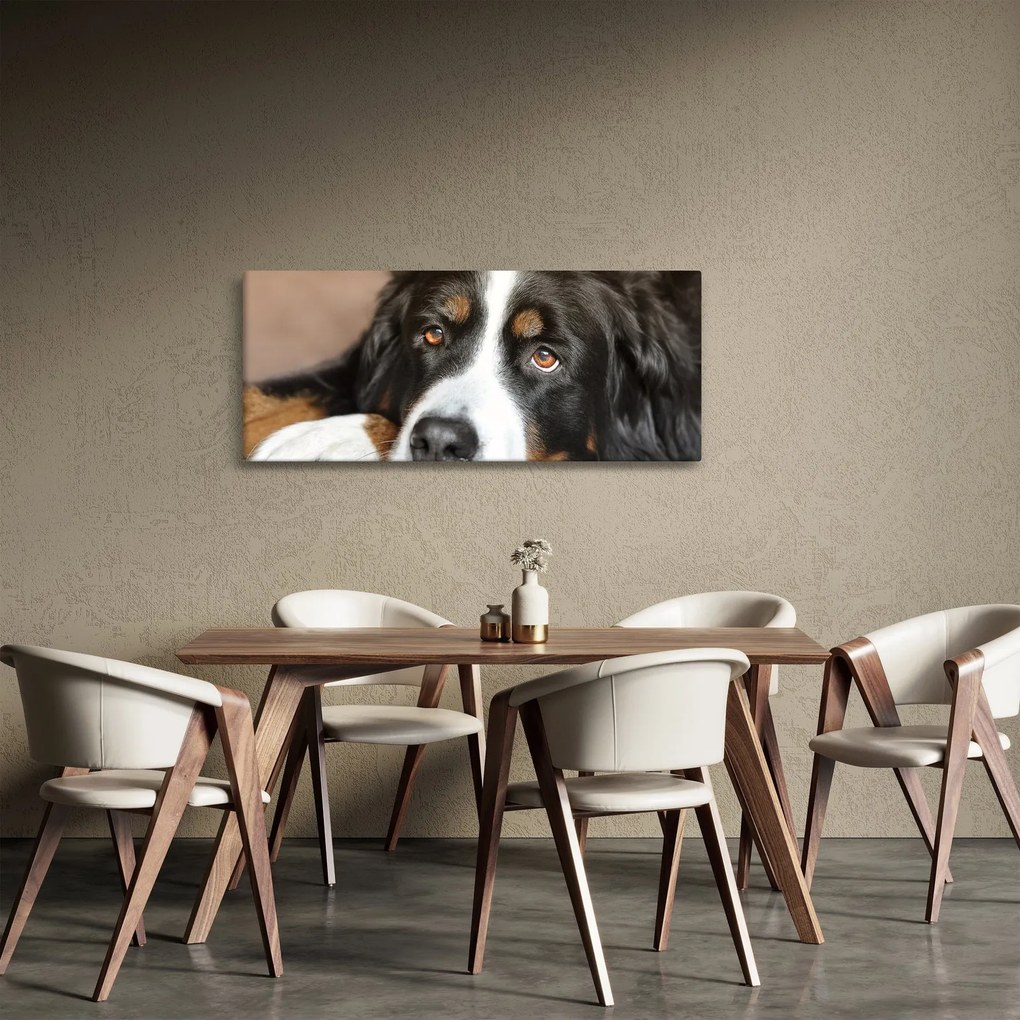Obraz psa (120x50 cm)