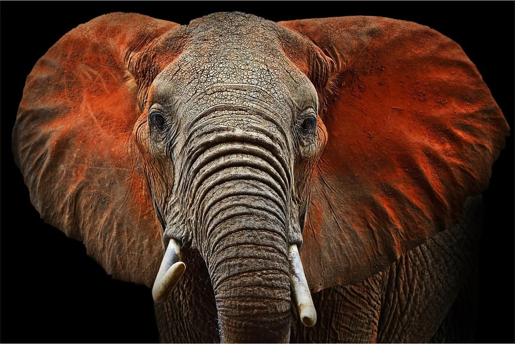 Obraz - Slony z Tsavo (90x60 cm)