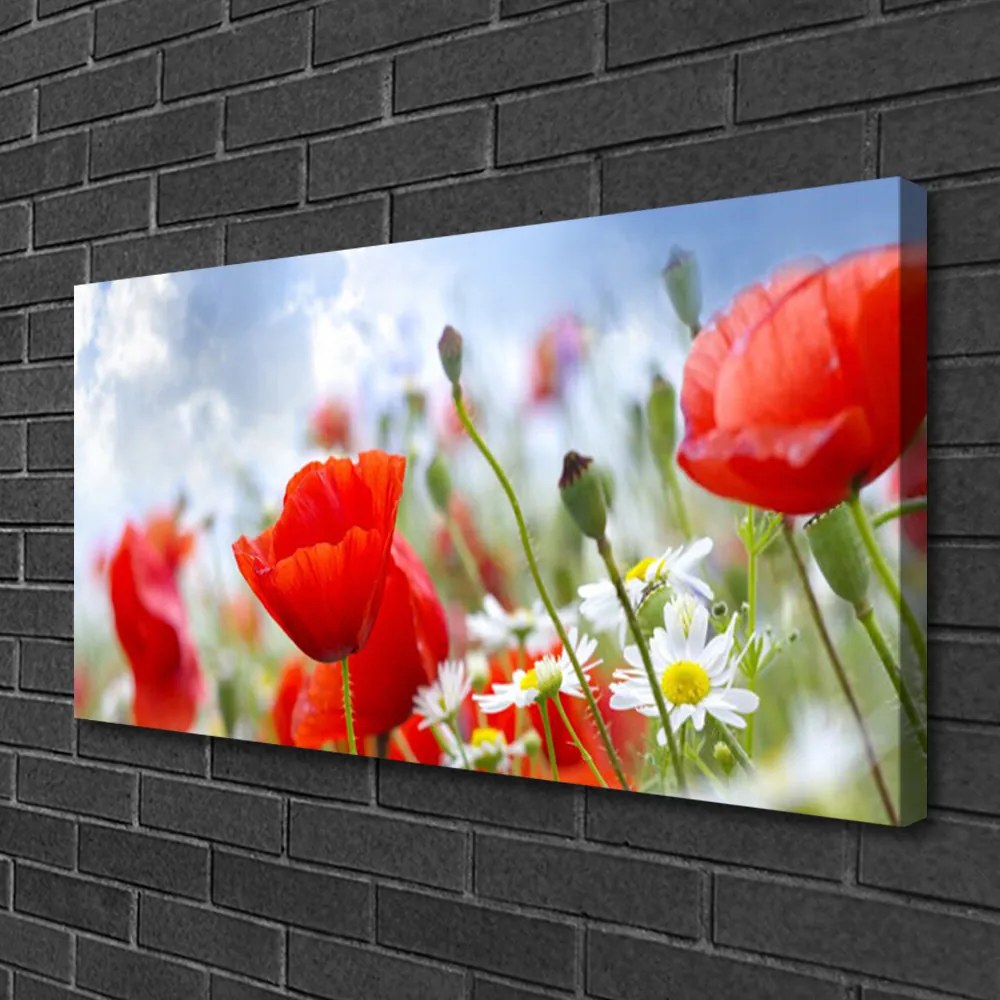 Obraz Canvas Maky sedmokrásky kvety 120x60 cm