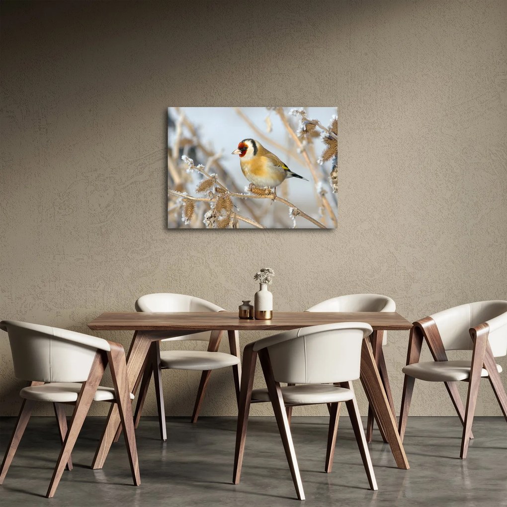 Obraz - Stehlík (70x50 cm)