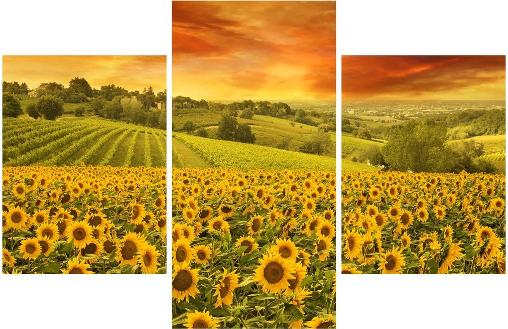 Obraz - Slnečnicové pole (90x60 cm)