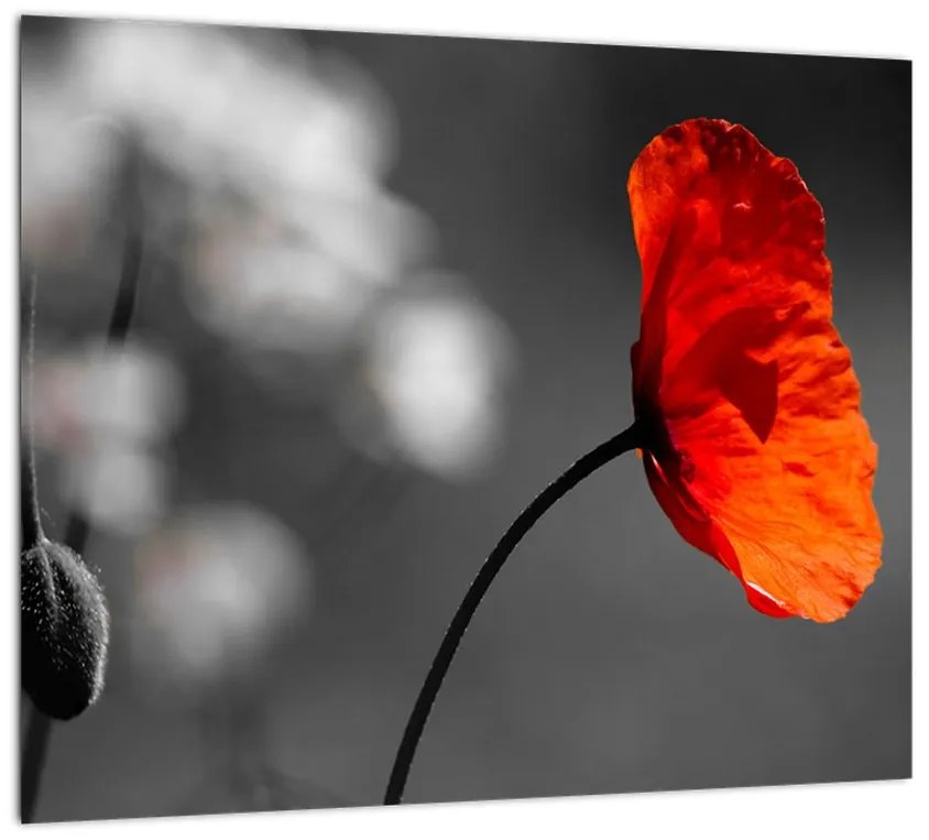 Vlčie maky - obraz na stenu