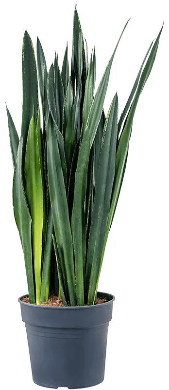 Sansevieria trifasciata Black tiger 34x130 cm