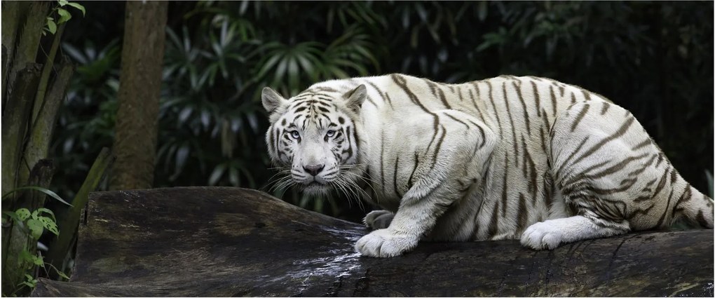 Obraz - Tiger albín (120x50 cm)
