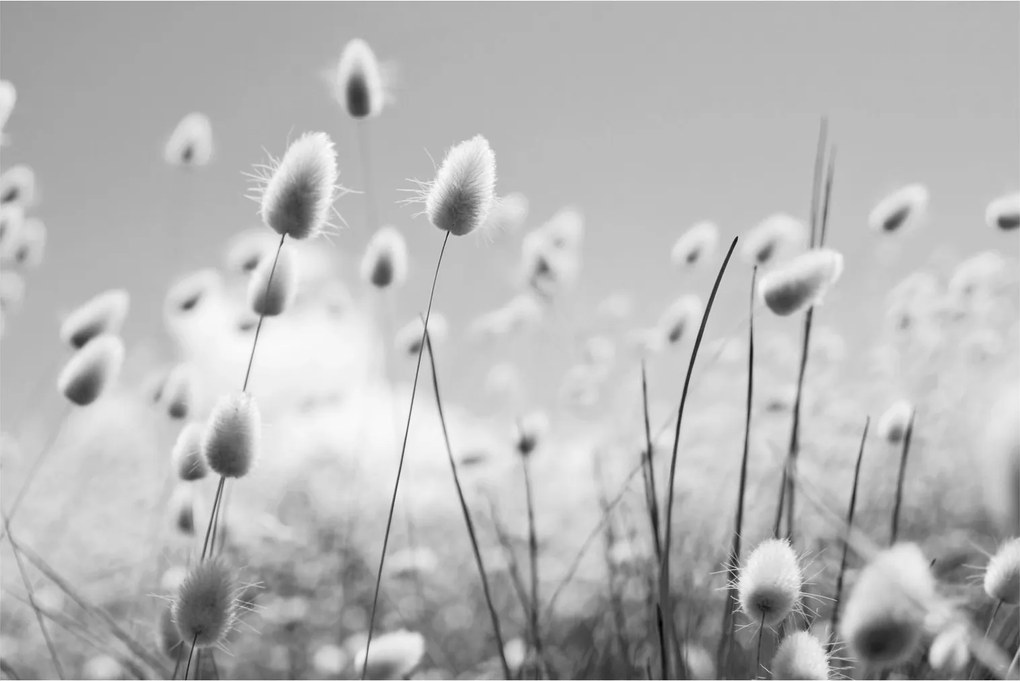 Obraz - Boho bunny tail grass (90x60 cm)