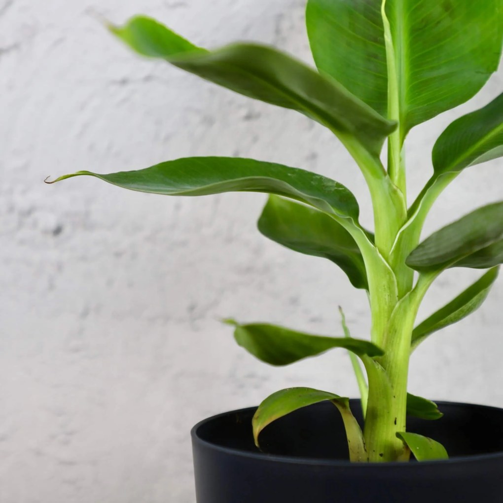 Musa Banánovník Dwarf Cavendish