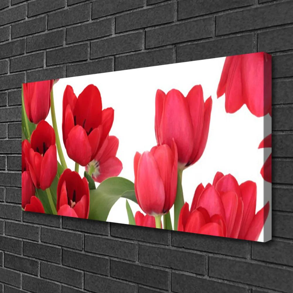 Obraz Canvas Tulipány kvety rastlina 125x50 cm