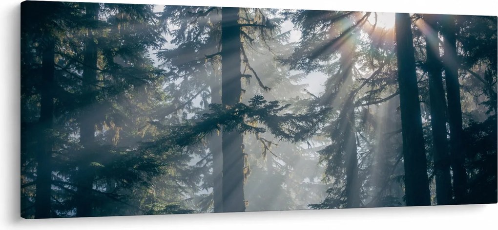 Obraz stromov s presvitajúcim slnkom (120x50 cm)