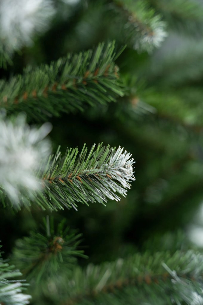 Vianočný stromček Konrad 240 cm