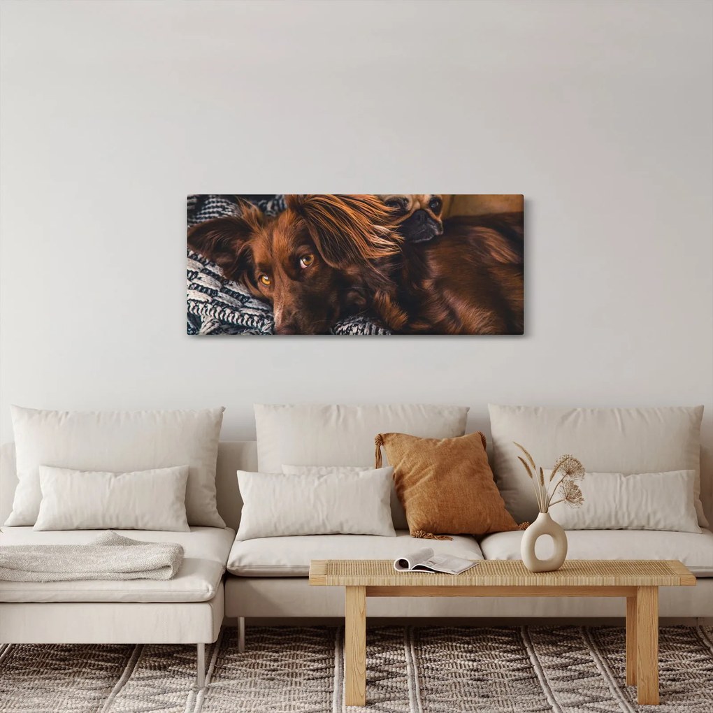 Obraz ležiacich psov (120x50 cm)