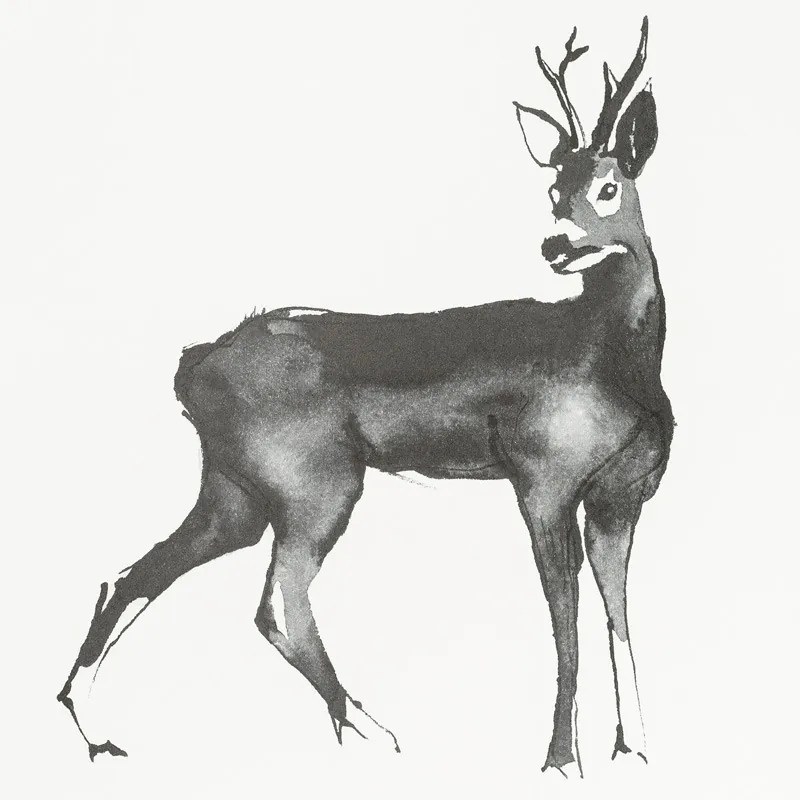 Plagát Roe Deer 50x70