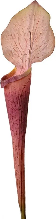 Dekorácia umelá rastlina sarracenia purpurea - 6*5*75 cm