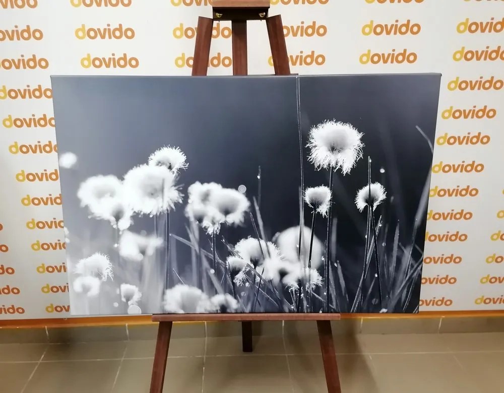 Obraz bavlnená tráva v čiernobielom prevedení
