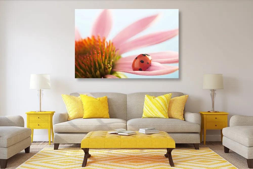 Obraz červená lienka na echinacei