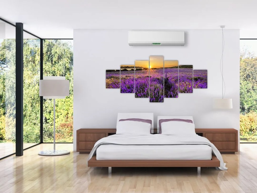 Levanduľové polia - obraz