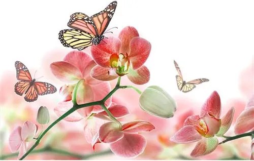 Vliesové fototapety, rozmer 375 cm x 250 cm, orchidea s motýlmi, DIMEX MS-5-0146