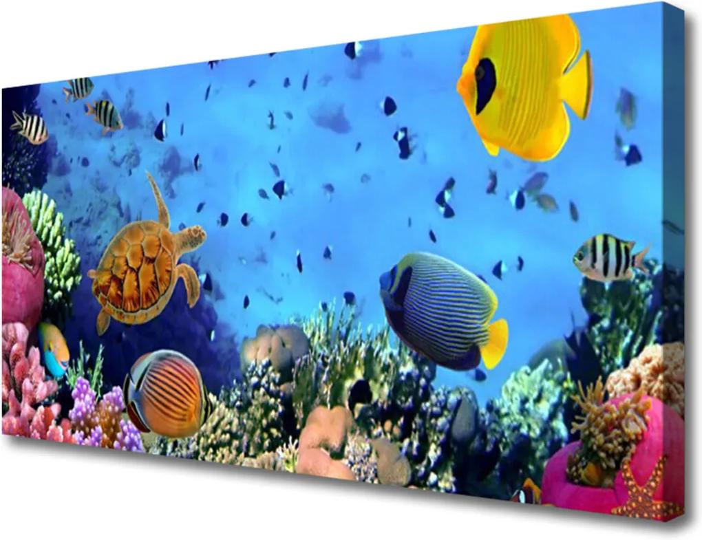 Obraz Canvas Koralový Útes Príroda