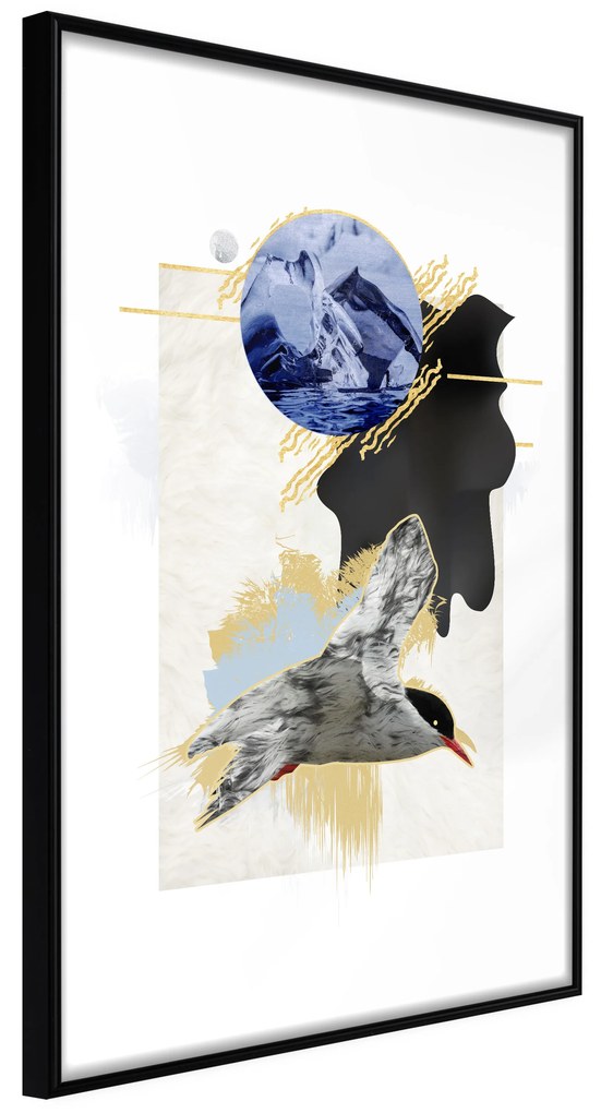 Artgeist Plagát - Antarctic Tern [Poster] Veľkosť: 20x30, Verzia: Čierny rám s passe-partout