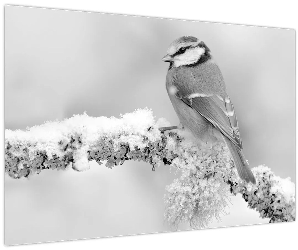 Obraz - Vtáčik na vetve (90x60 cm)