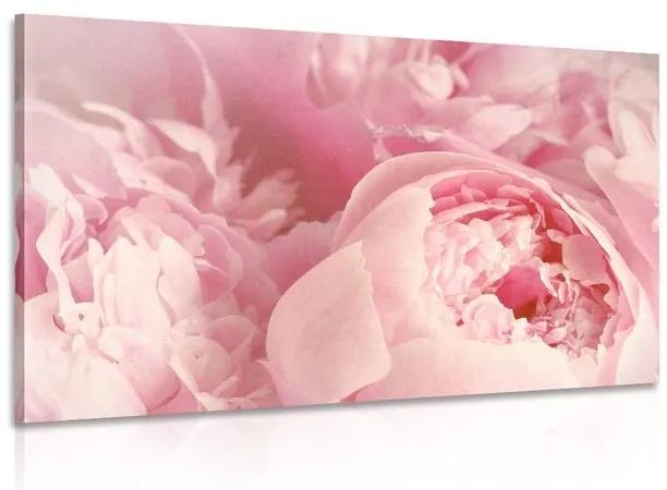 Obraz lupienky kvetu - 120x80