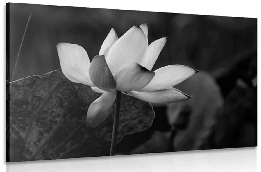 Obraz jemný lotosový kvet v čiernobielom prevedení Varianta: 90x60