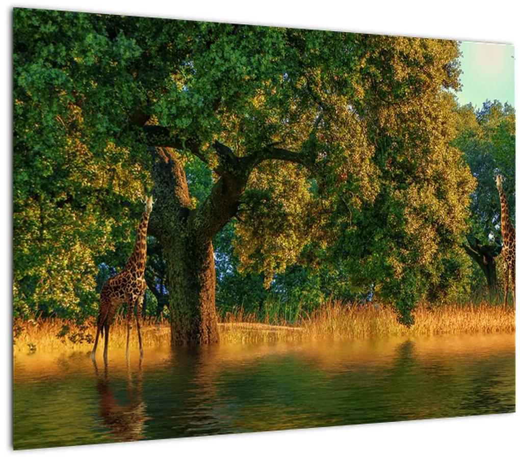 Sklenený obraz žirafy v prírode (70x50 cm)