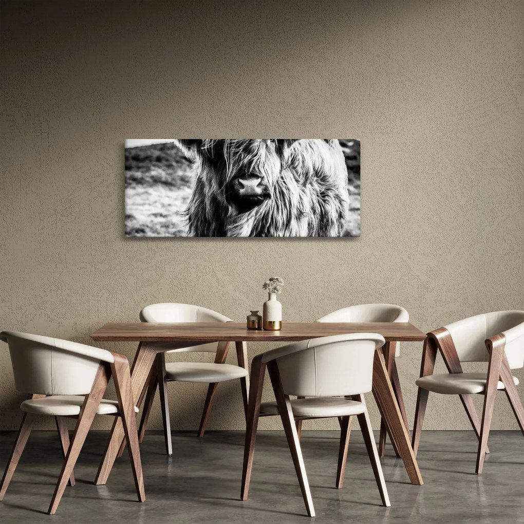 Obraz - Highland - Škótska krava (120x50 cm)