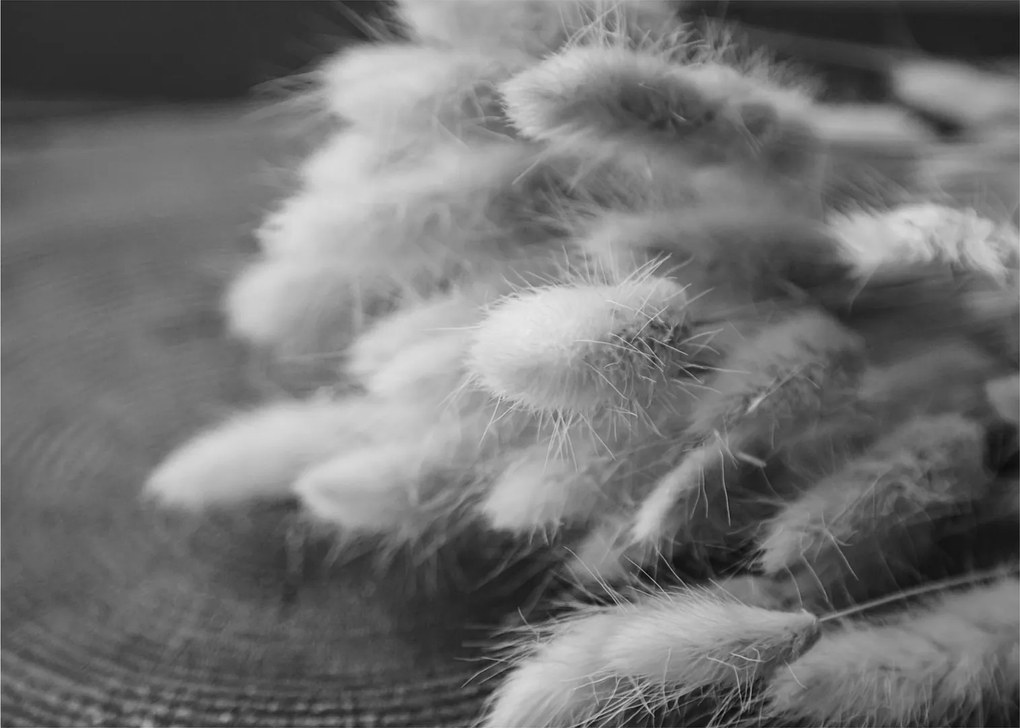 Obraz - bunny tail grass na stole (70x50 cm)