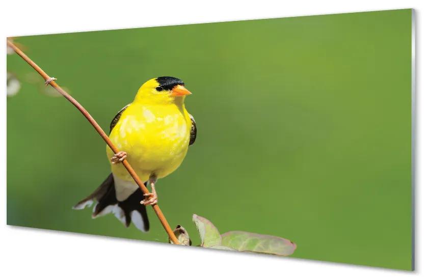 Sklenený obraz žltý papagáj 120x60 cm