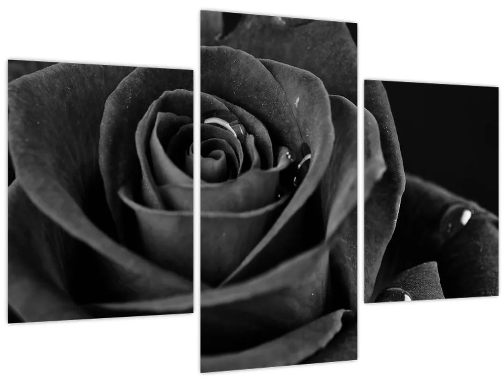 Obraz - Červená ruža (90x60 cm)