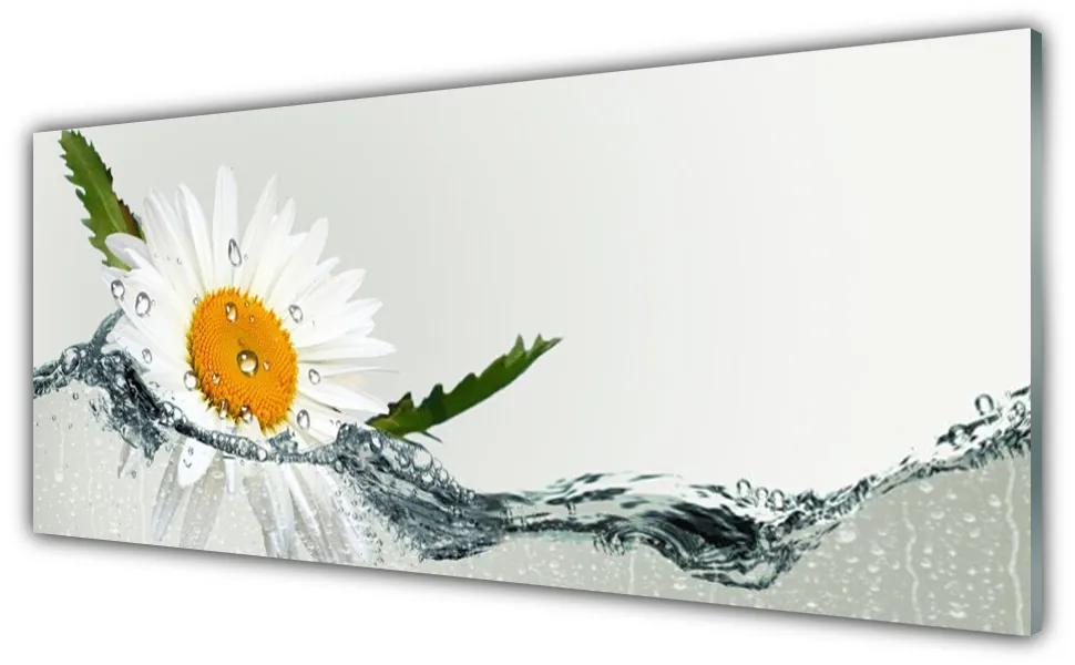 Obraz plexi Sedmokráska vo vode 125x50 cm