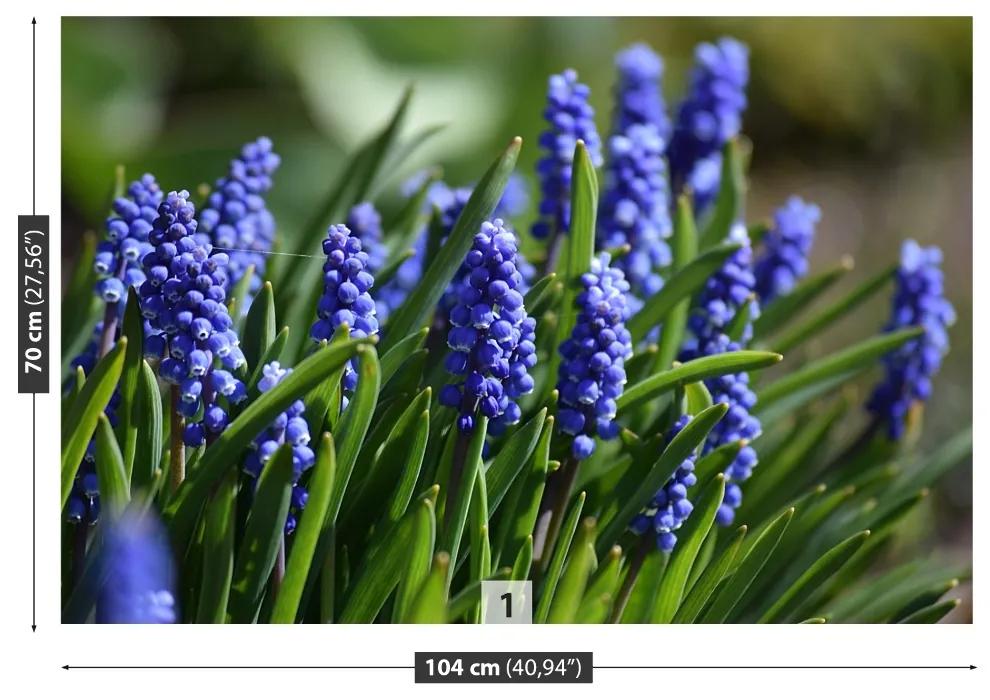 Fototapeta Vliesová Modré hyacinty 208x146 cm