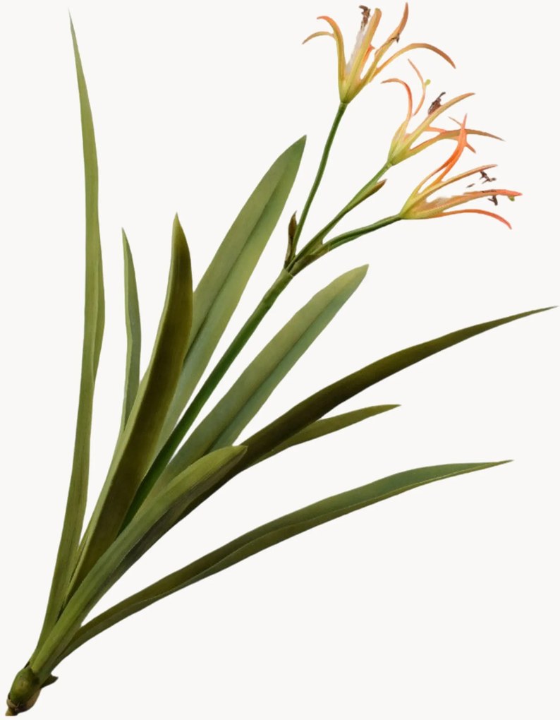 Rastlinná dekorácia Crinum