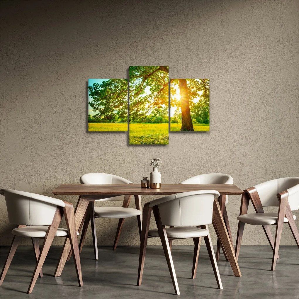 Obraz - Slnečný les (90x60 cm)