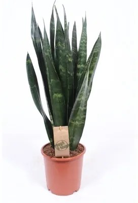 Sansevieria trifasciata Black coral 17x70 cm