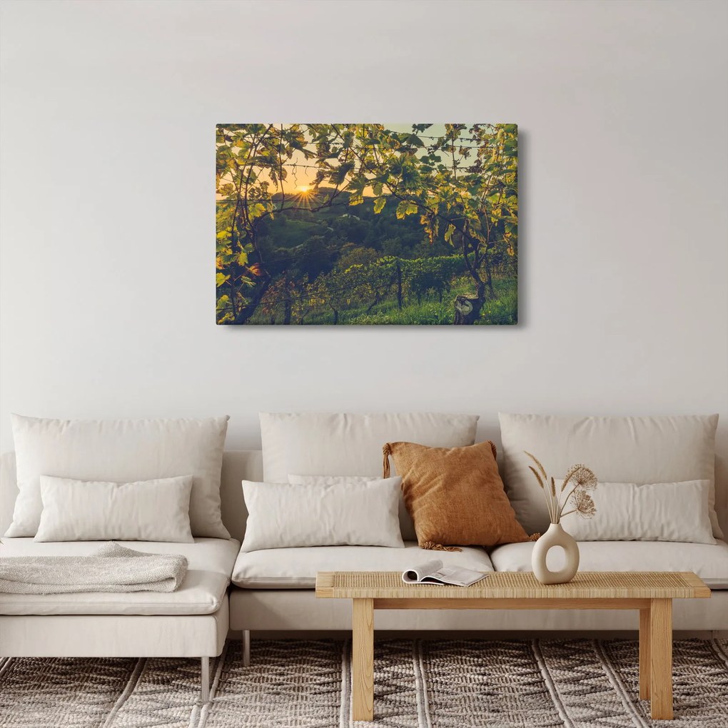 Obraz - Vinice (90x60 cm)