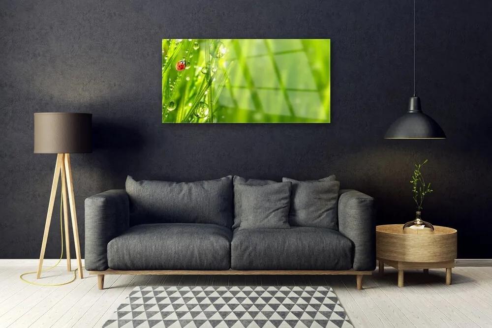 Skleneny obraz Tráva lienka príroda 120x60 cm