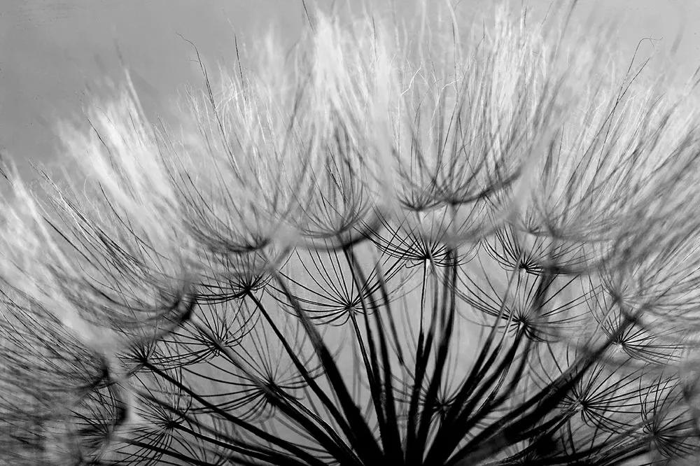 Fototapeta čiernobiela rozkvitnutá púpava - 300x200